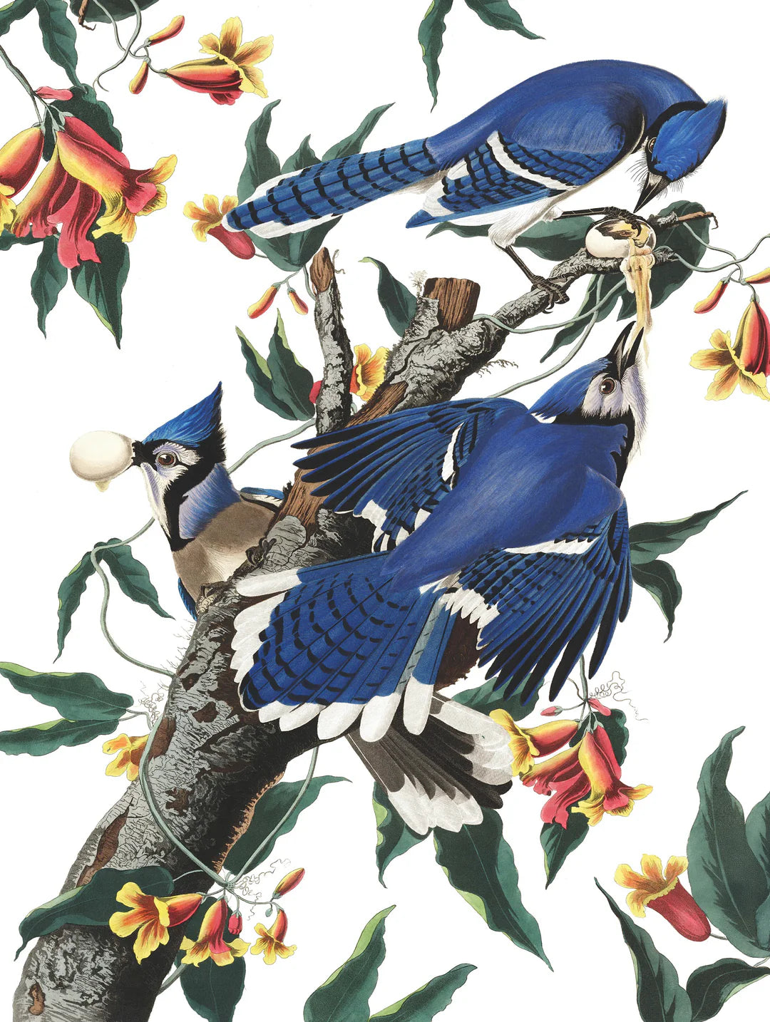 Blue Jays 500 Piece Jigsaw Puzzle