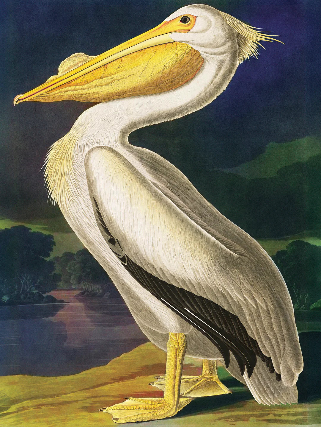 Majestic Pelican 500 Piece Jigsaw Puzzle