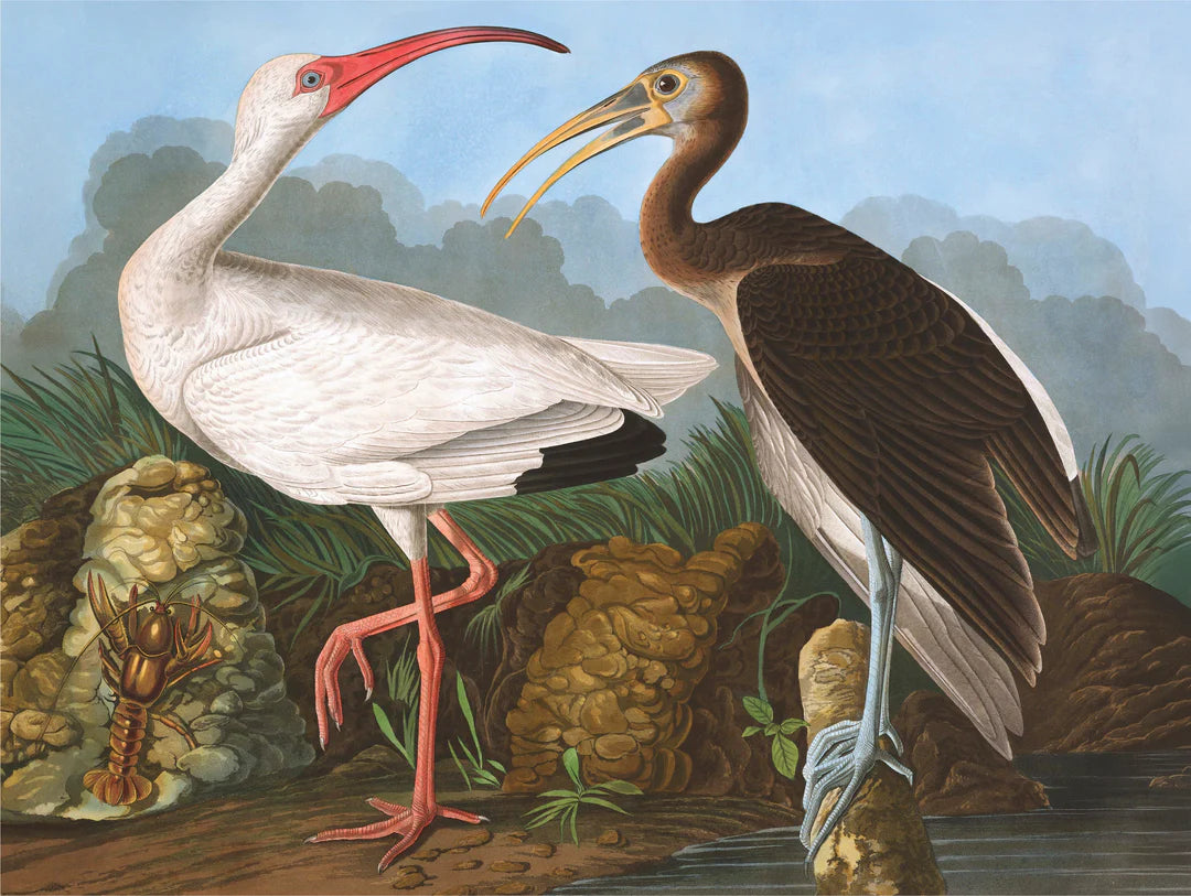 White Ibis 1000 Piece Jigsaw Puzzle