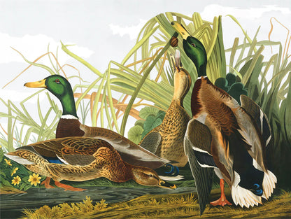 Mallard Ducks 1000 Piece Jigsaw Puzzle