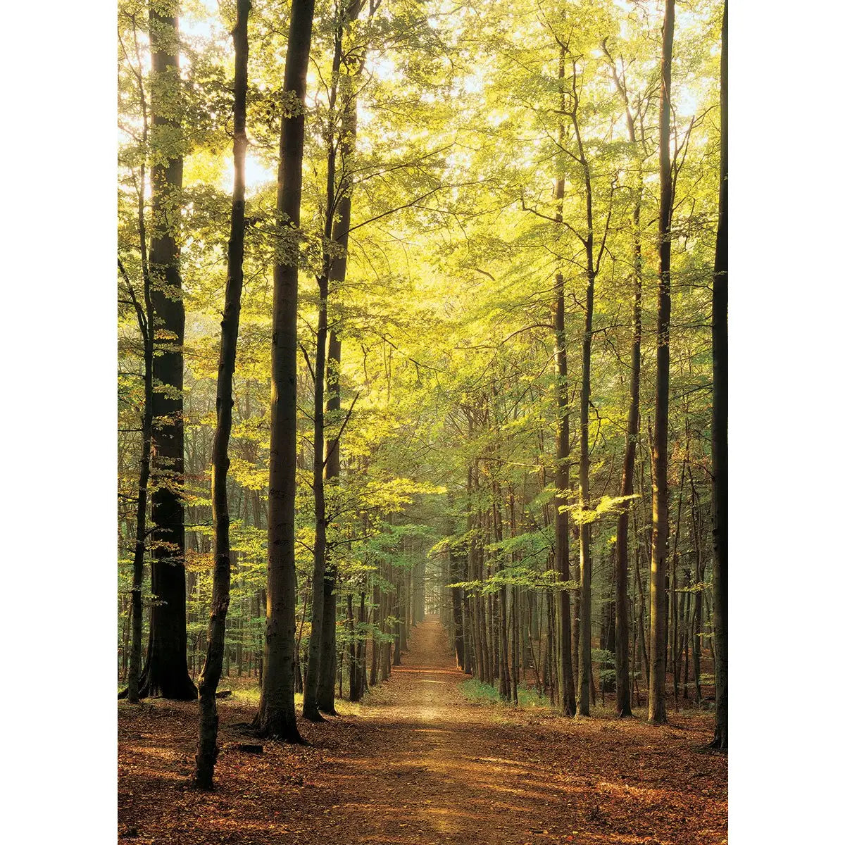 Forest Path 1000 Piece Puzzle